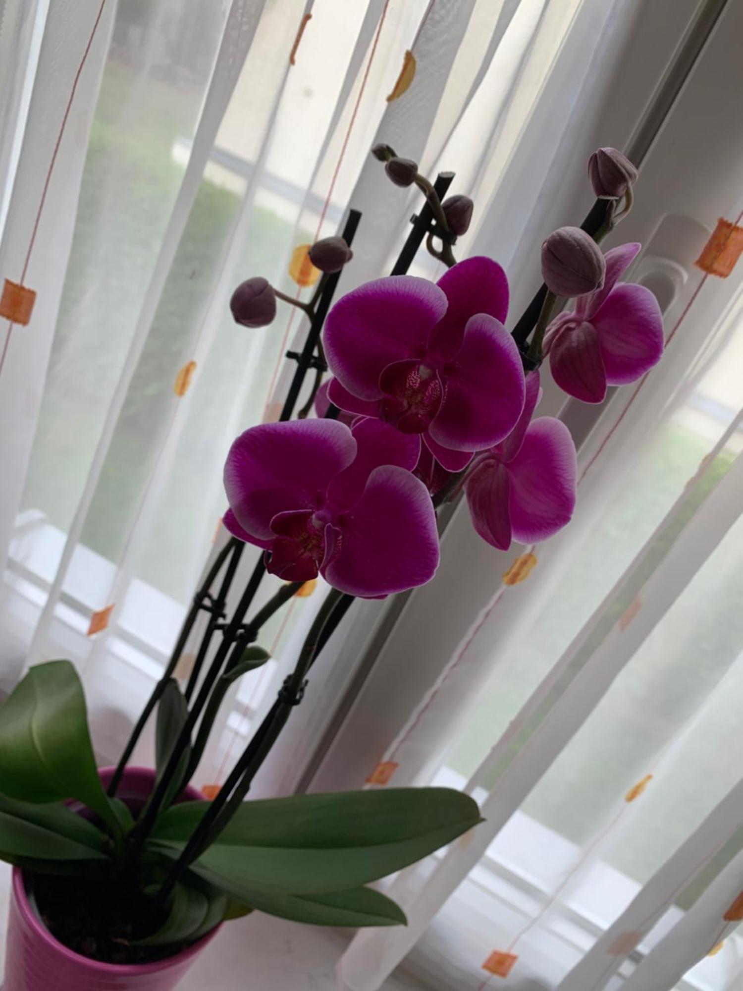 Am Tivoli Apartment